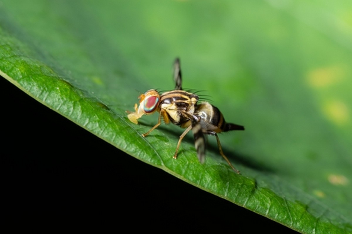 USDA APHIS  Mediterranean Fruit Fly