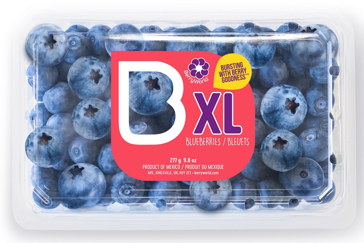 GoBe Lunchbox - Blueberry Blue in 2023