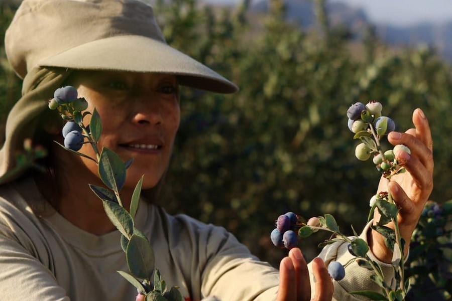 Chilean blueberries coming to fore as Peru winds down