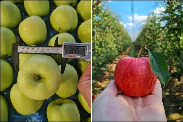 Growing supply of Envy apples annually