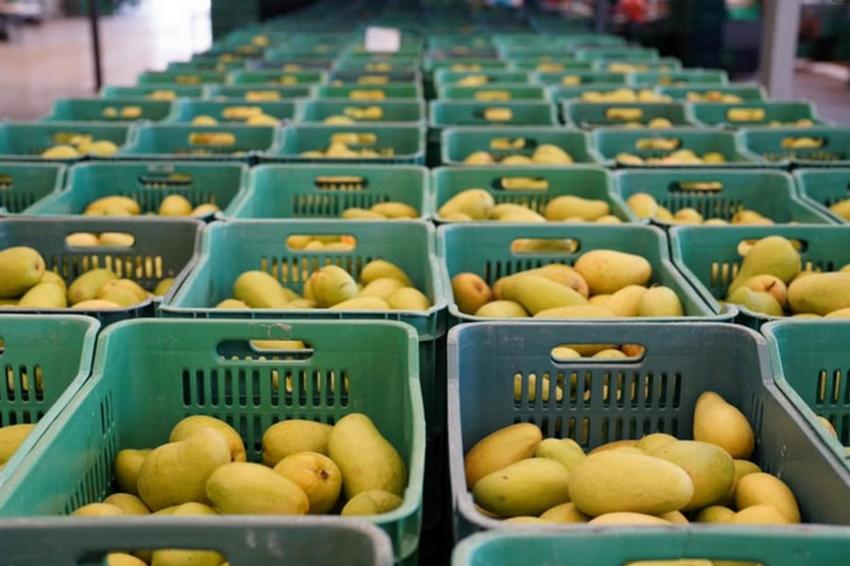 Pricing to climb this week on mangoes - Vimarsana News