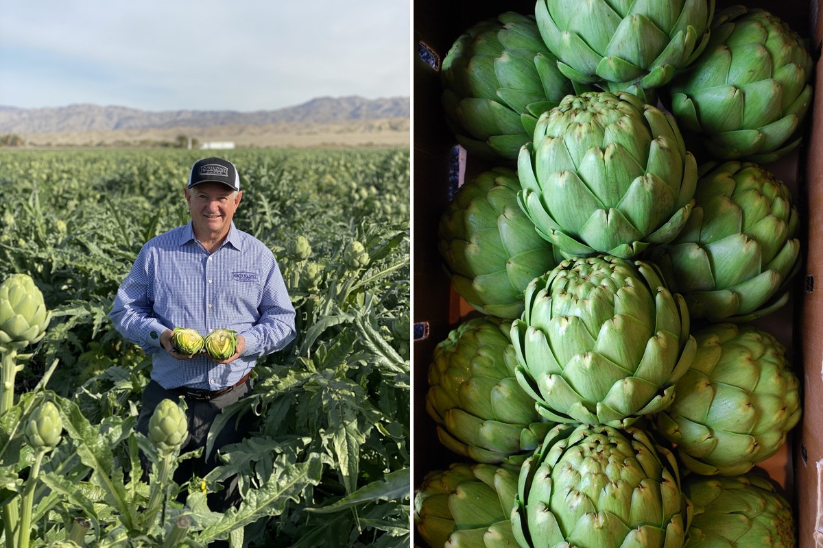 Oxnard artichokes in full production in time for the holidays - Vimarsana News