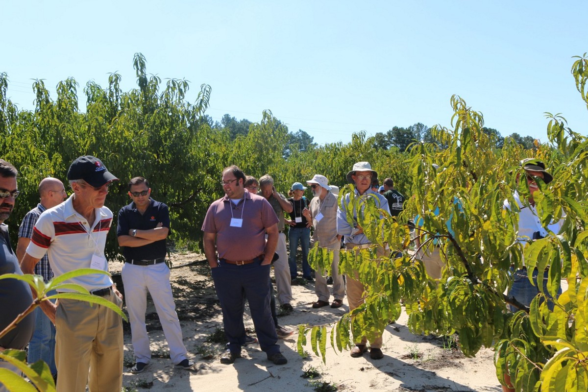 Research on new rootstocks for stone fruit trees - Vimarsana News