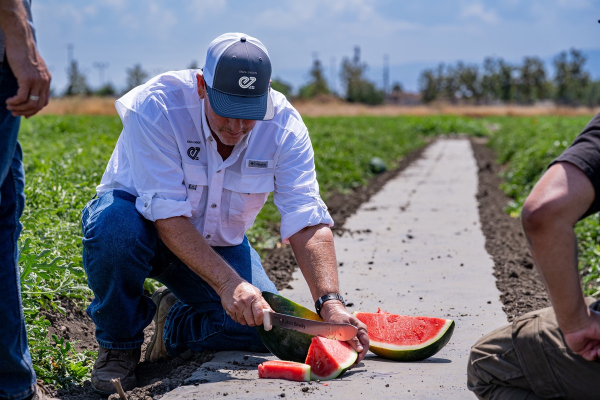 Breeding company releases more 'refreshing' watermelon varieties - Vimarsana News