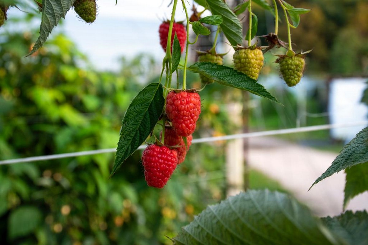 Raspberry – Frutta Verde