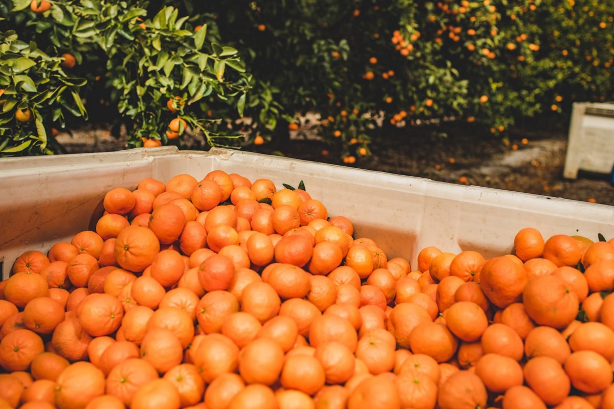 Valley citrus growers prepare for 2023 frost season - Vimarsana News