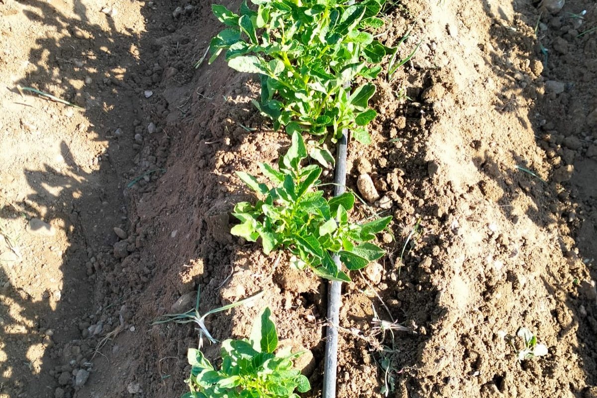 First hybrid potato trial shows promising results for Egypt and the region - Vimarsana News
