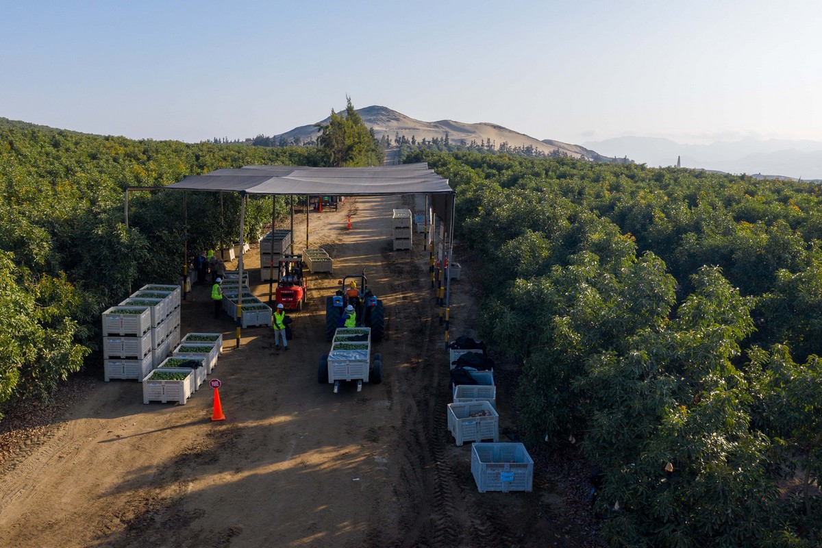 Avocado producer launches second half of global sourcing campaign - Vimarsana News