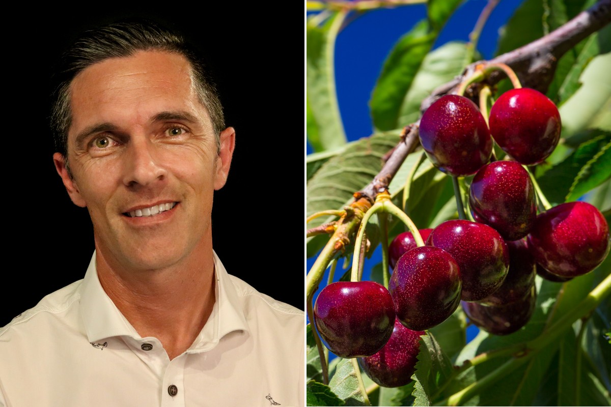 Cherry and table grape trends and predictions for 2024 - Vimarsana News