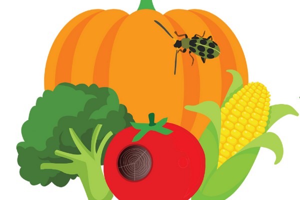 Mobile-based resource to help manage pests and diseases in crops - Vimarsana News