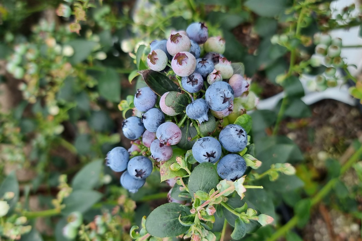 Exploring the Nutritional Benefits of Jumbo Blueberries in