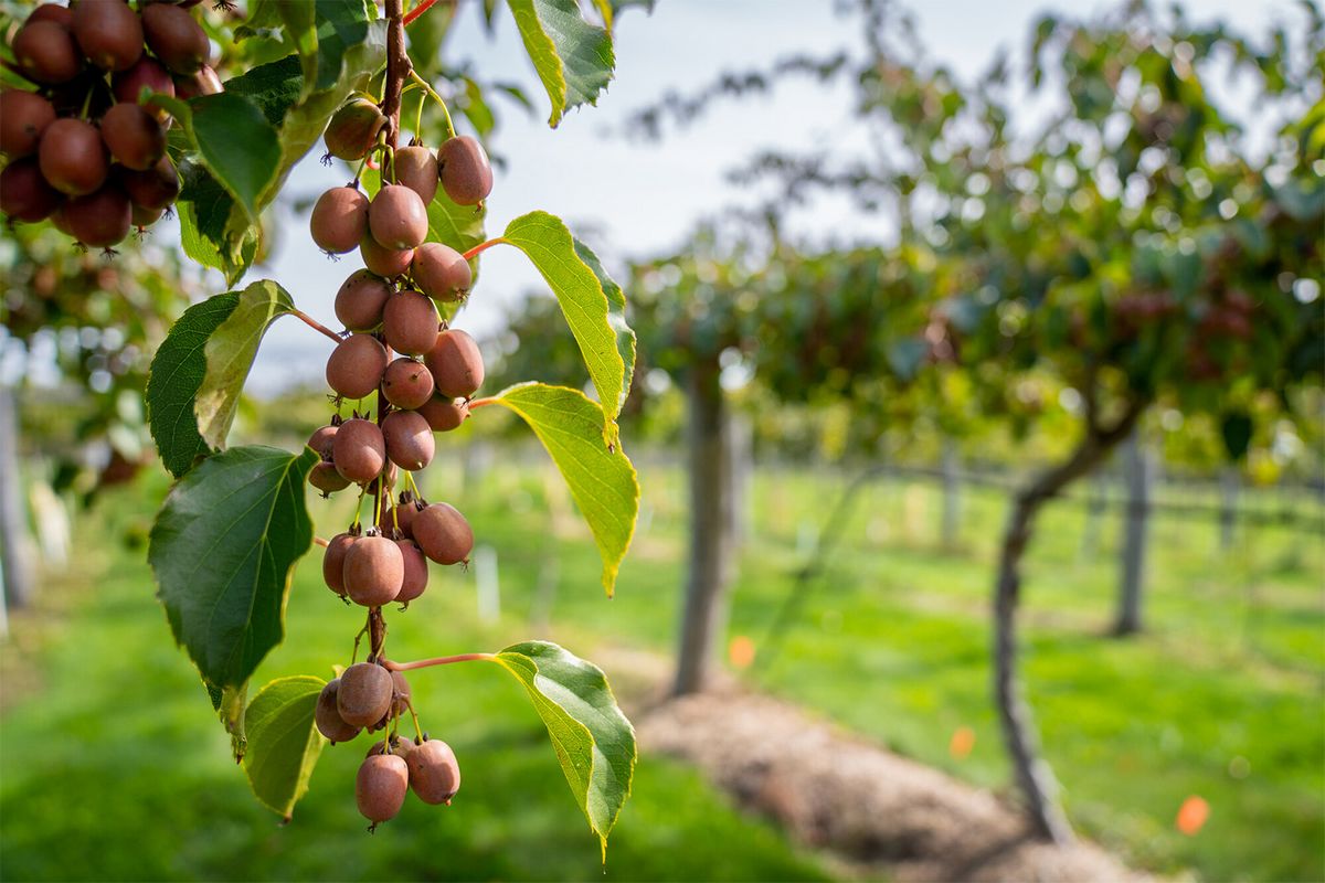 Testing kiwiberry varieties on commercial farms from New Hampshire to Maryland - Vimarsana News