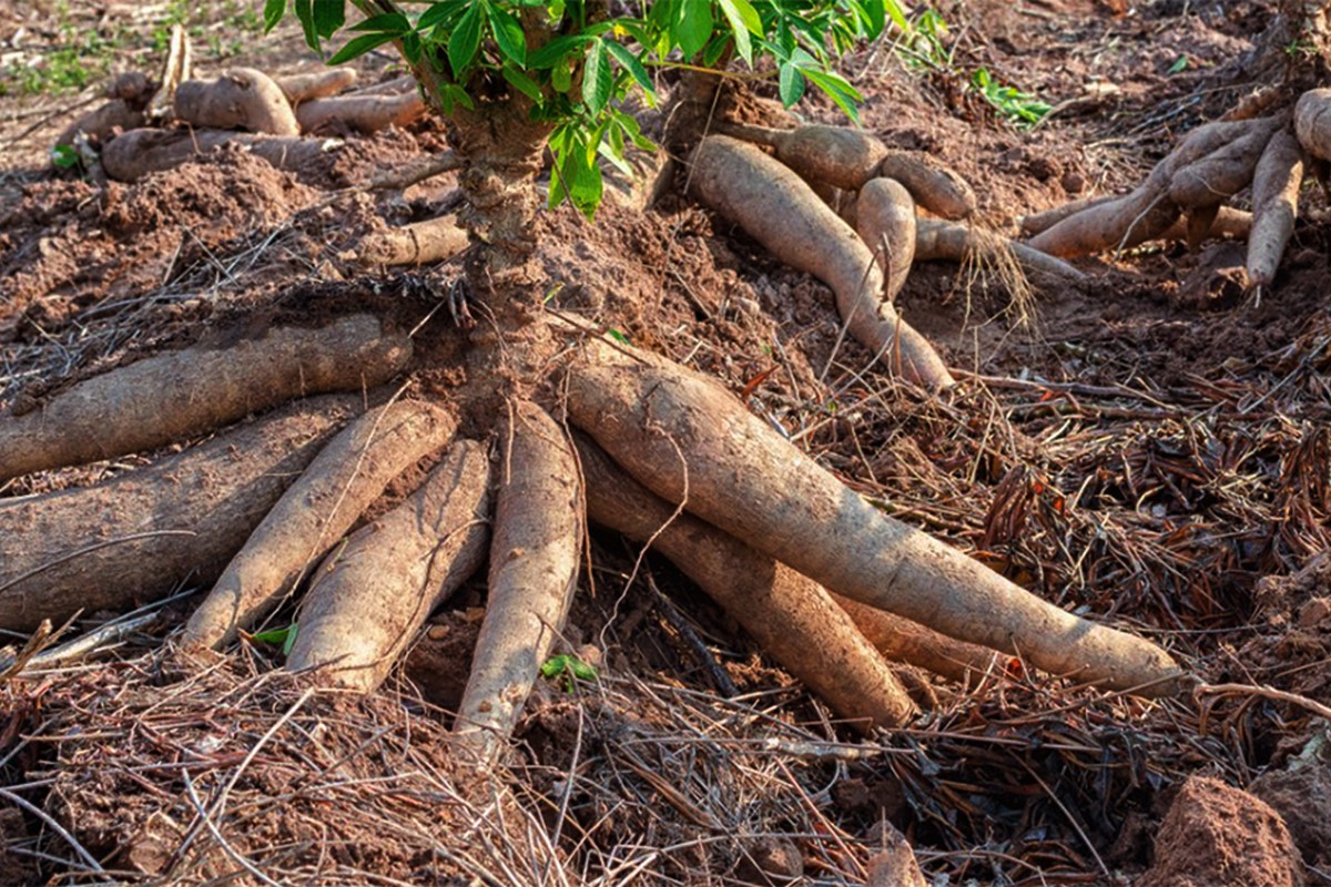 Revolutionizing the cassava landscape in Teso sub-region - Vimarsana News