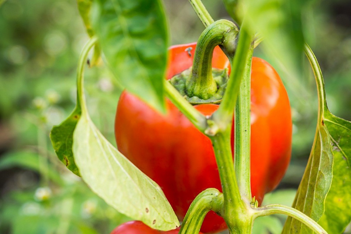 High pricing on imported bell peppers - Vimarsana News