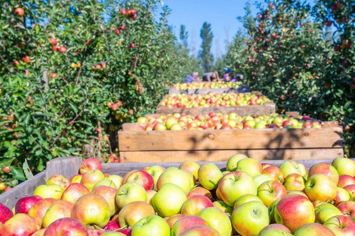 US December apple storage up 29 percent over 2022 - Vimarsana News