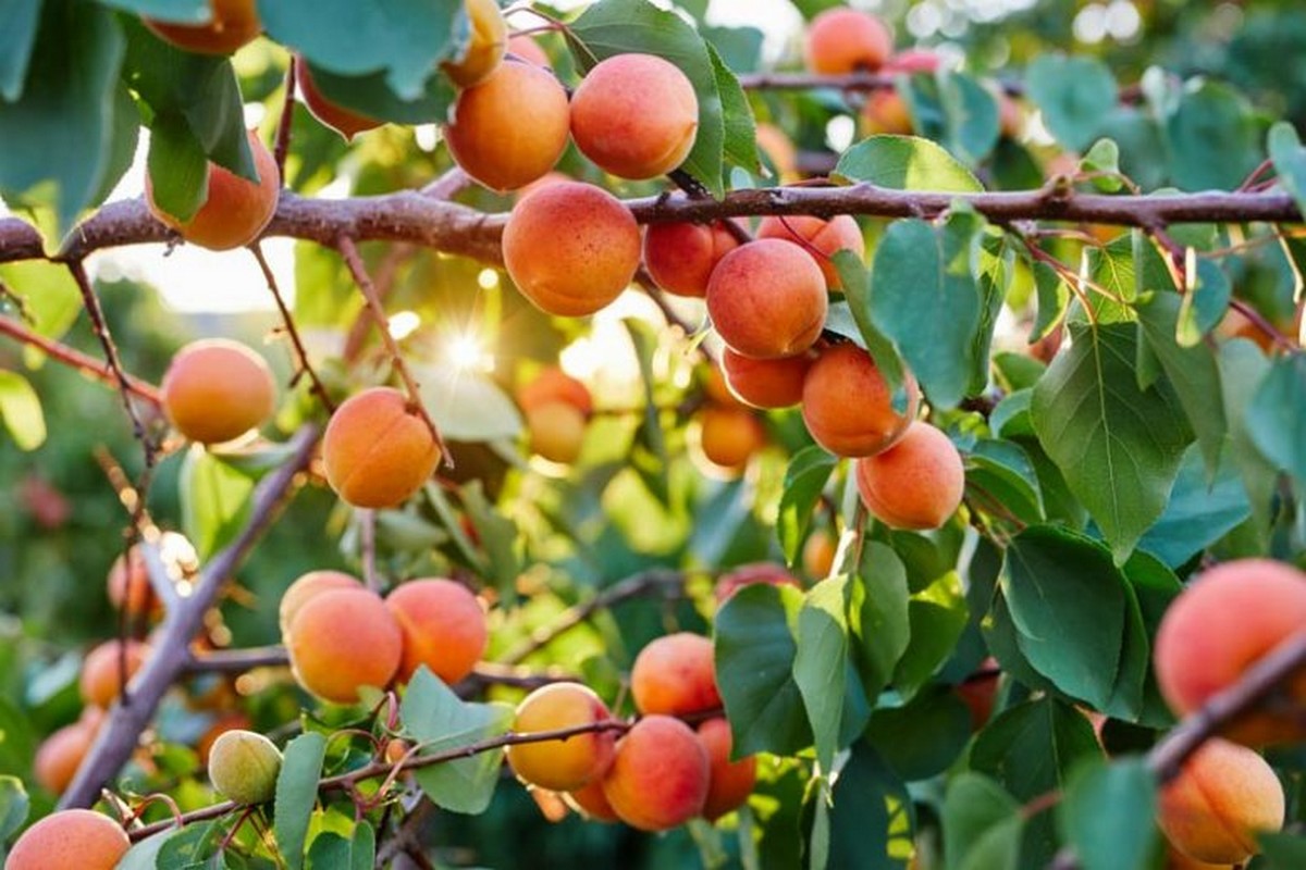Growing optimism for this season's summerfruit - Vimarsana News