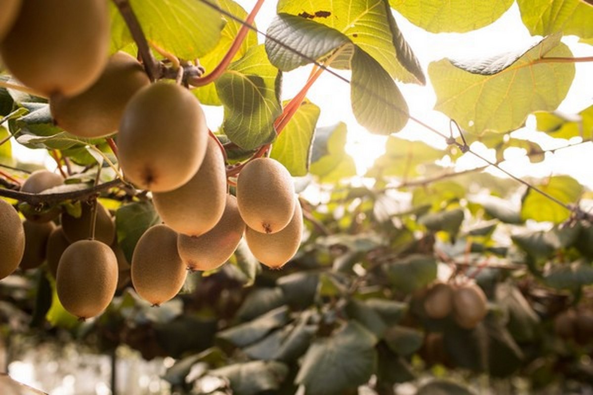 European kiwi supply fills New Zealand gap - Vimarsana News