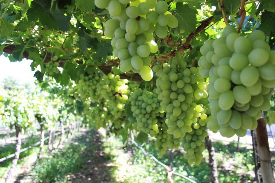 Later start to South Africa's 2023/24 table grape season sees lower early volumes - Vimarsana News