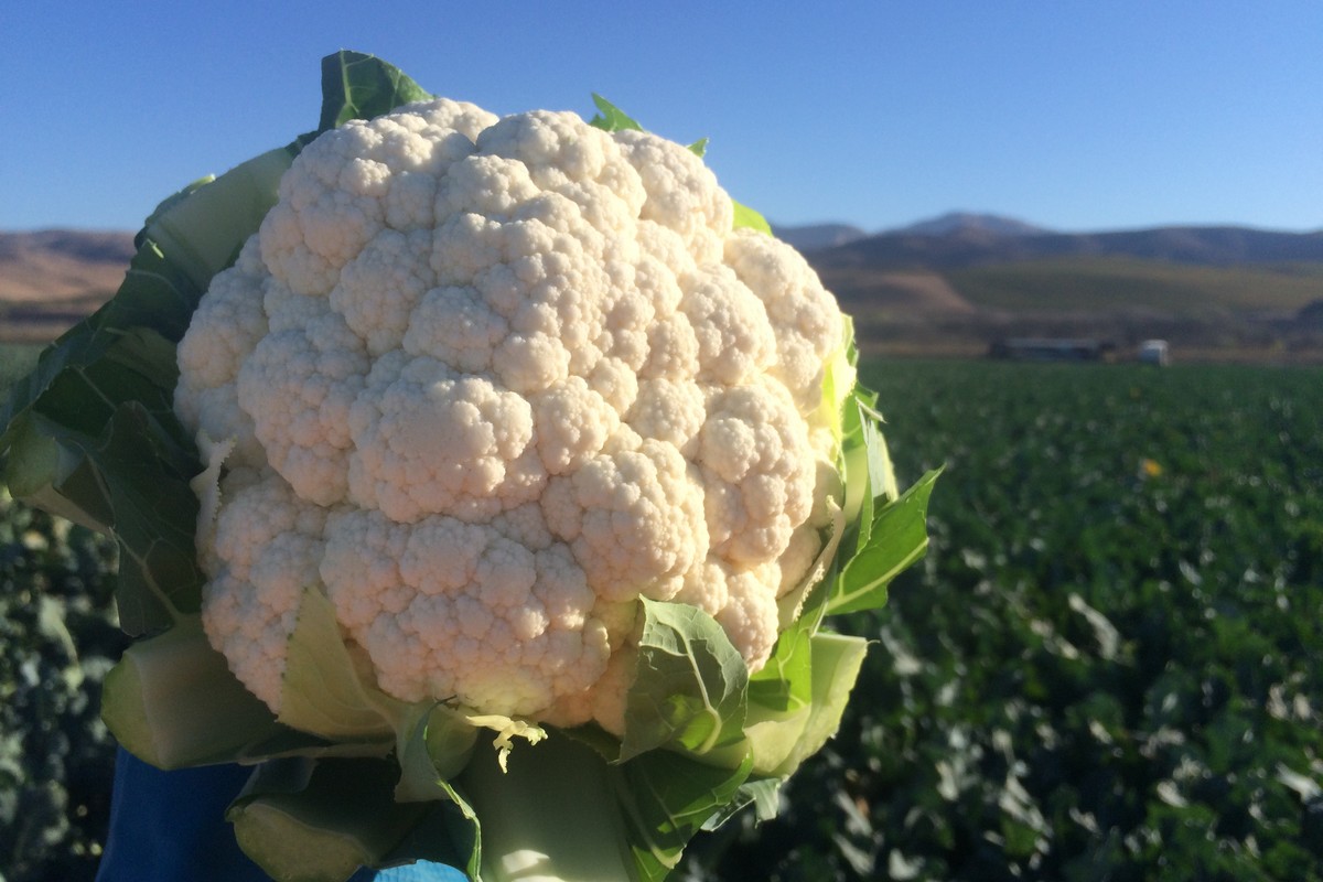 Pricing strengthened on cauliflower - Vimarsana News