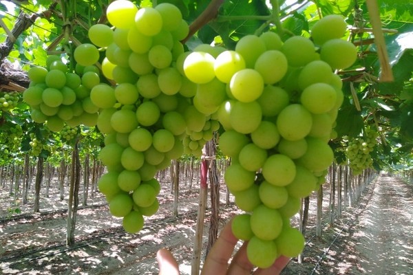 "Overlap in Peruvian grape supply, will translate to less volume in the second half of the season" - Vimarsana News
