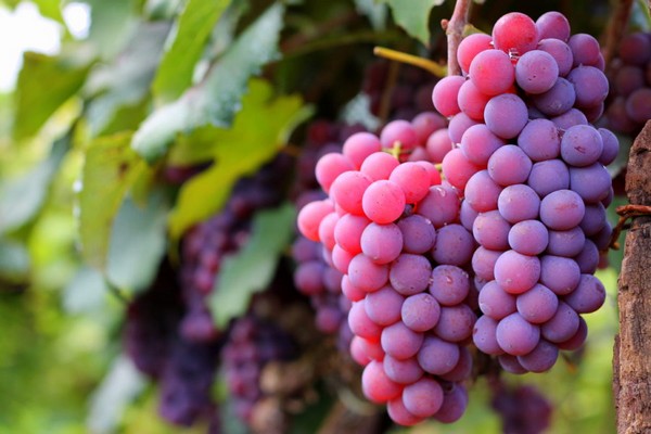Jundiaí begins harvesting the Niagara Rosada grape - Vimarsana News