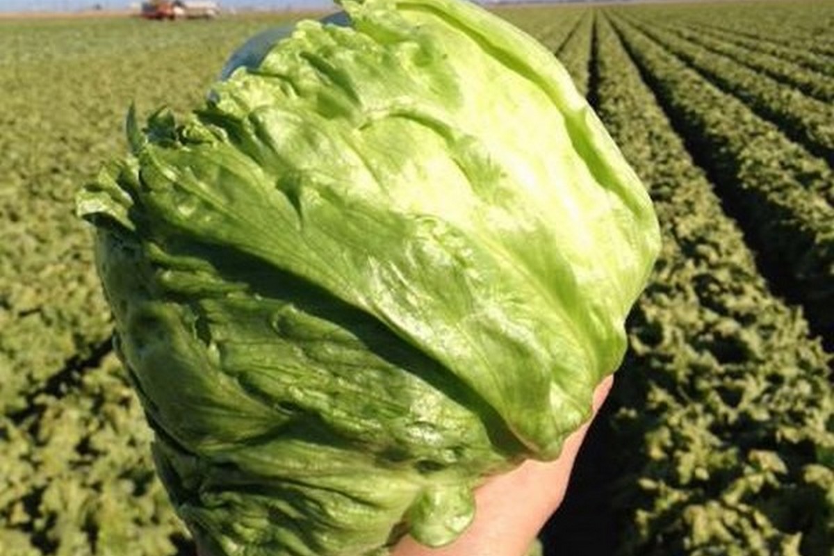 Slight strengthening in lettuce pricing - Vimarsana News