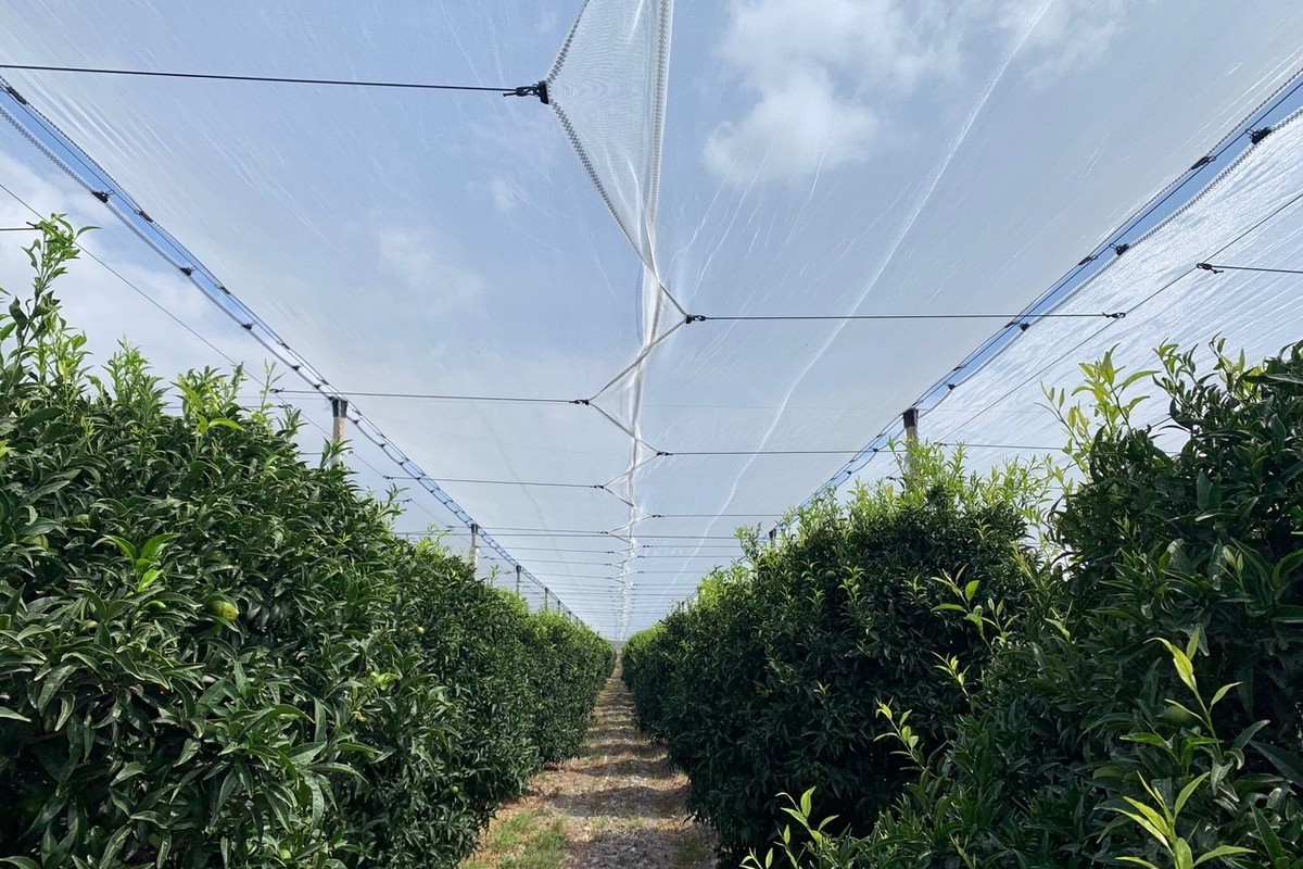 Italian nets for citrus orchard protection become digital - Vimarsana News