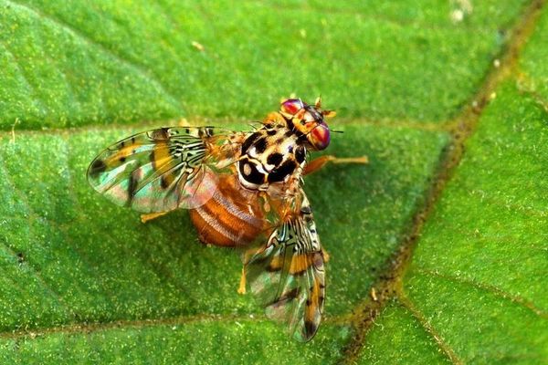 Association thanks USDA for emergency funding to address exotic fruit fly outbreaks - Vimarsana News