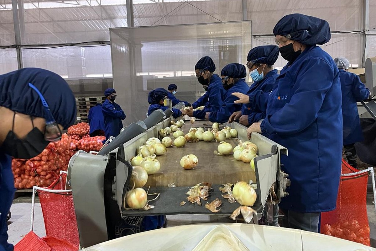 Onion pricing staying strong for now - Vimarsana News