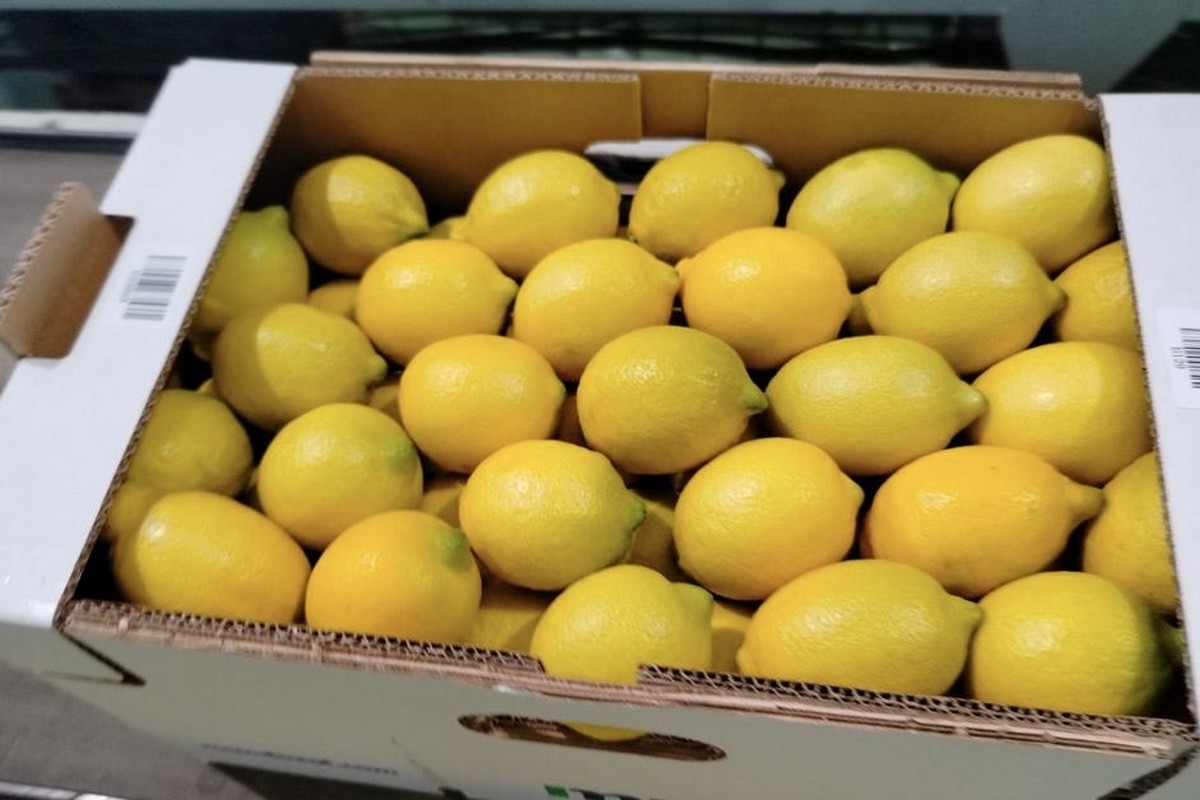 Normalization of ocean freight makes imported lemon prices competitive - Vimarsana News