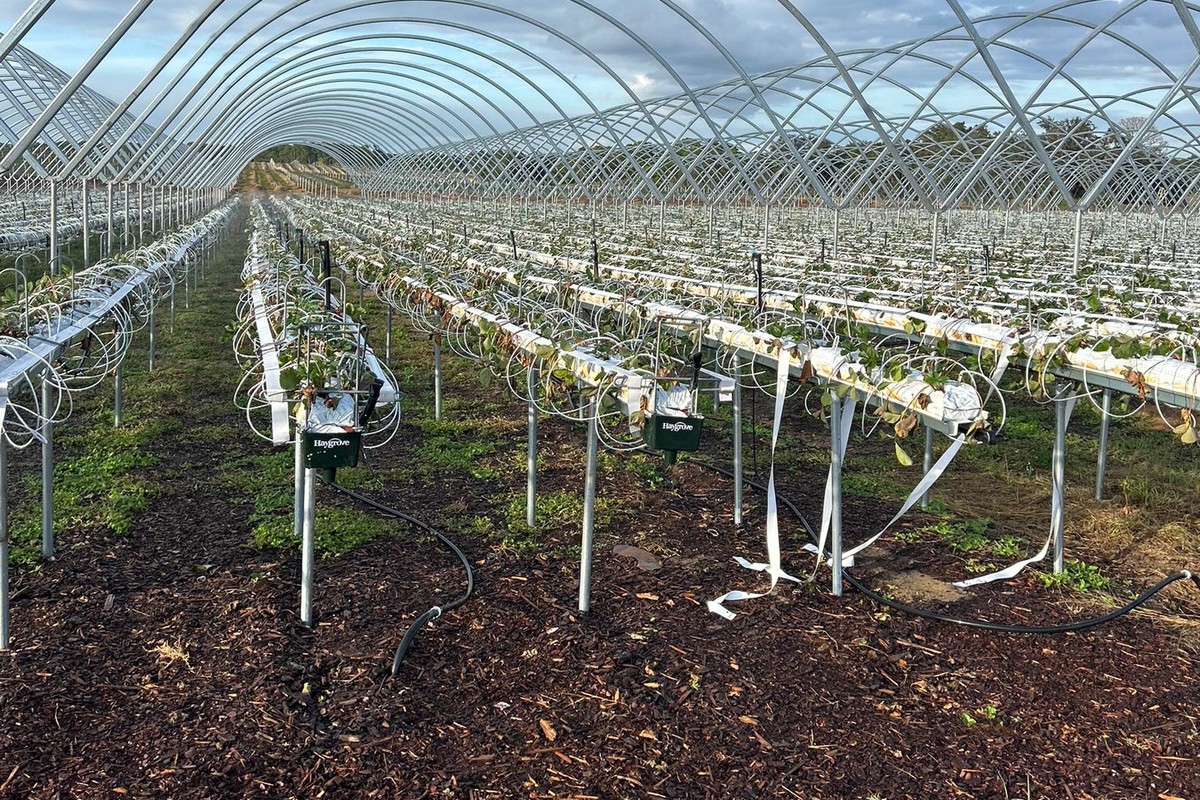 New Florida berry farm starts to meet high demand - Vimarsana News