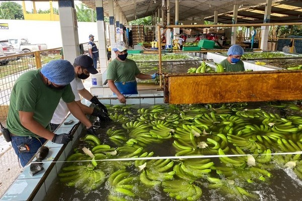 Ecuador looking to expand production with FTA's coming into full force - Vimarsana News