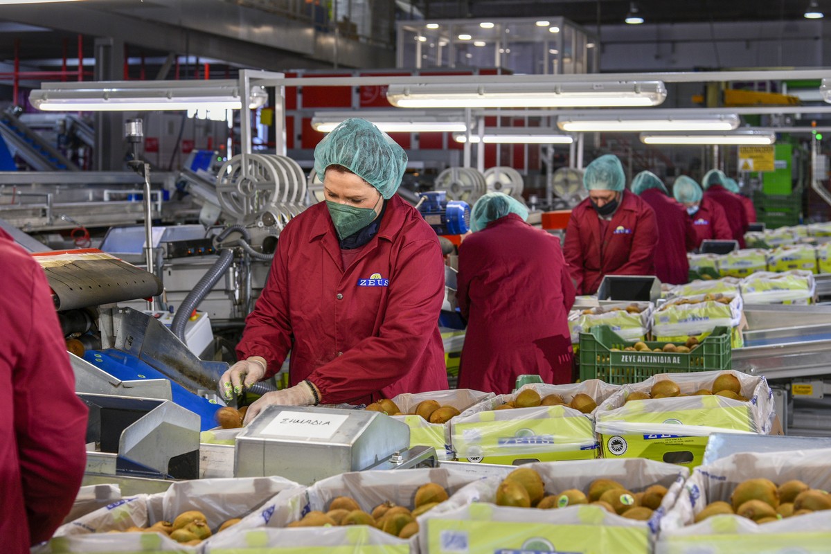 Griekse gele kiwi’s bieden groeipotentieel