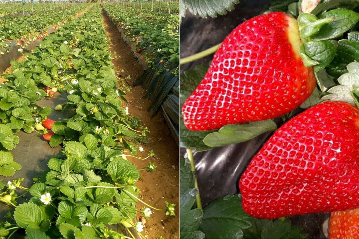 "Good prices for Moroccan berries and soft fruits" - Vimarsana News