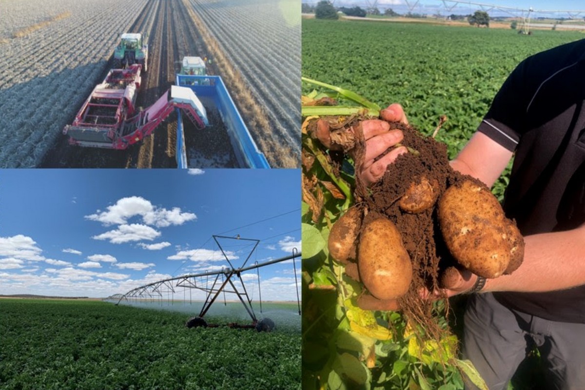 Adelaide Australia set to host the 12th World Potato Congress - Vimarsana News