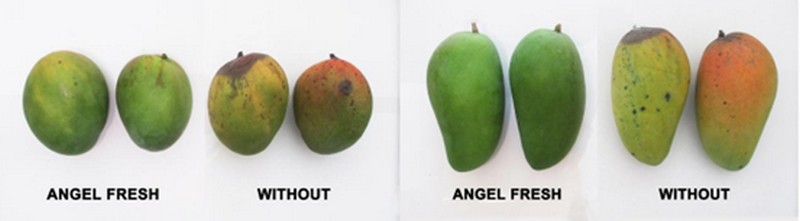 "It is mango peak season, and the demand for fresh-keeping packets at retail level has increased" - Vimarsana News