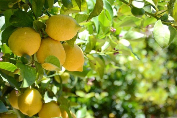 Limoneira: выручка в первом квартале 2026 года составила 18,2 млн долларов