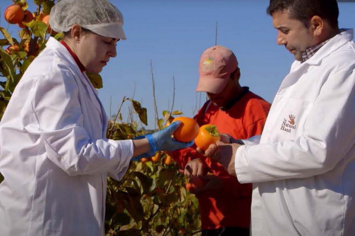 Rojo Brilliante persimmons gaining traction with Lunar New Year ahead - Vimarsana News