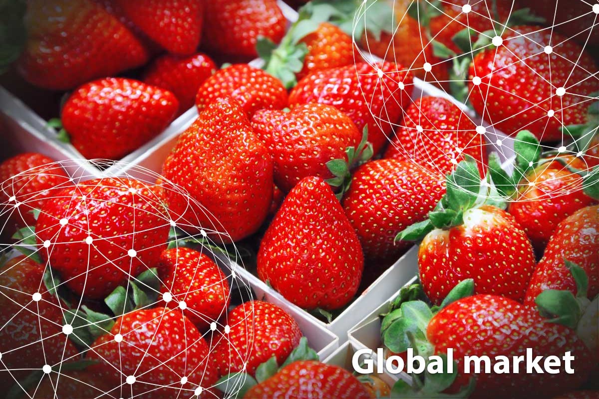 GLOBAL MARKET OVERVIEW STRAWBERRIES - Vimarsana News