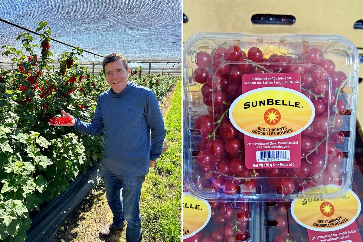 Red currants from Chile available now - Vimarsana News