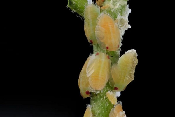 UC Riverside receives three federal grants for research into HLB-tolerance in citrus trees - Vimarsana News