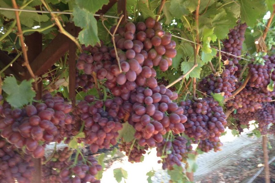 California table grape season finished on a high note - Vimarsana News
