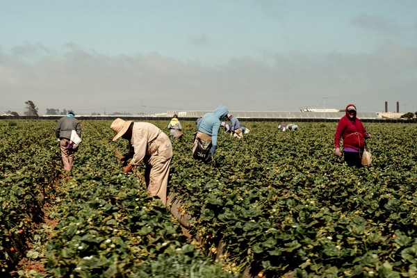 Michigan farmers frustrated as migrant labor costs spike for 10th year in a row - Vimarsana News