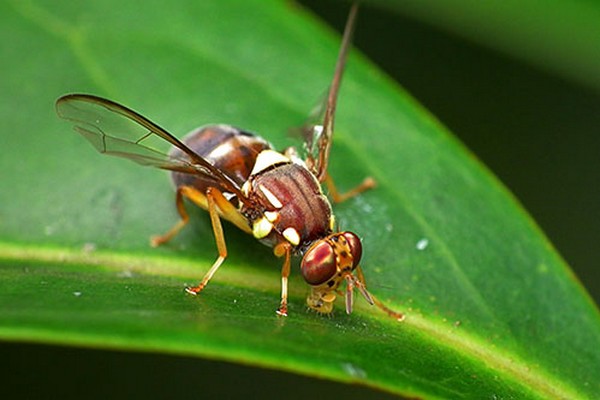 Riverland fruit fly outbreak, Sterile insects released to