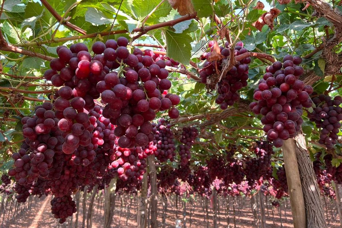 Peru's grape exports expected to be down 15 percent from pre-season estimate - Vimarsana News