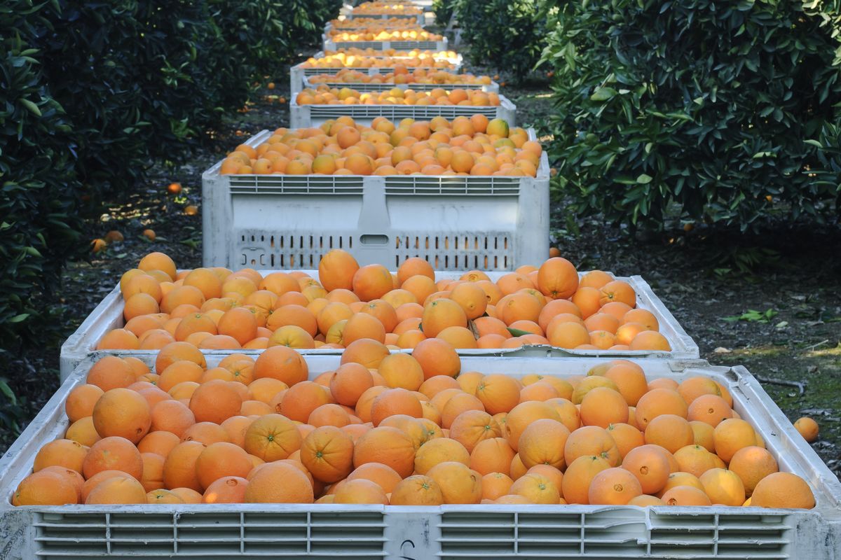 Tight supply of small California Navel oranges mainly impacts foodservice industry - Vimarsana News