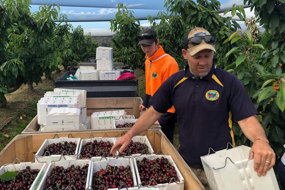 Facial recognition app launched to protect growers from ID fraud in Australia - Vimarsana News