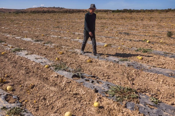 Persistent water deficit frustrated Moroccan agriculture in 2023 - Vimarsana News