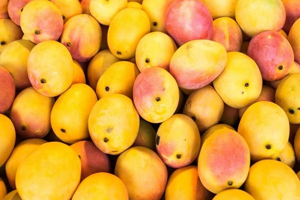 Northern Territory produces over half of Australia's mangoes - Vimarsana News