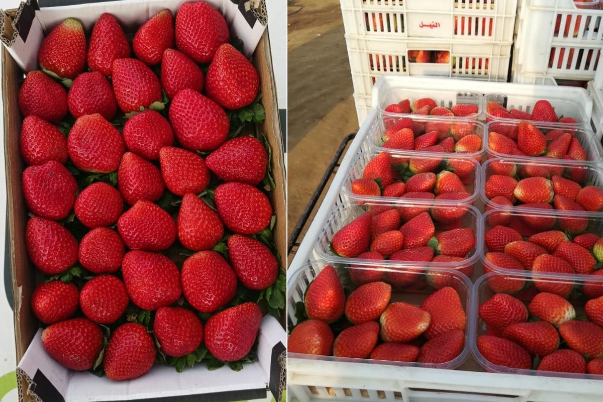 "Egypt is set to export more strawberries than last season" - Vimarsana News